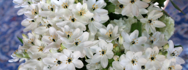 sw flowers.jpg